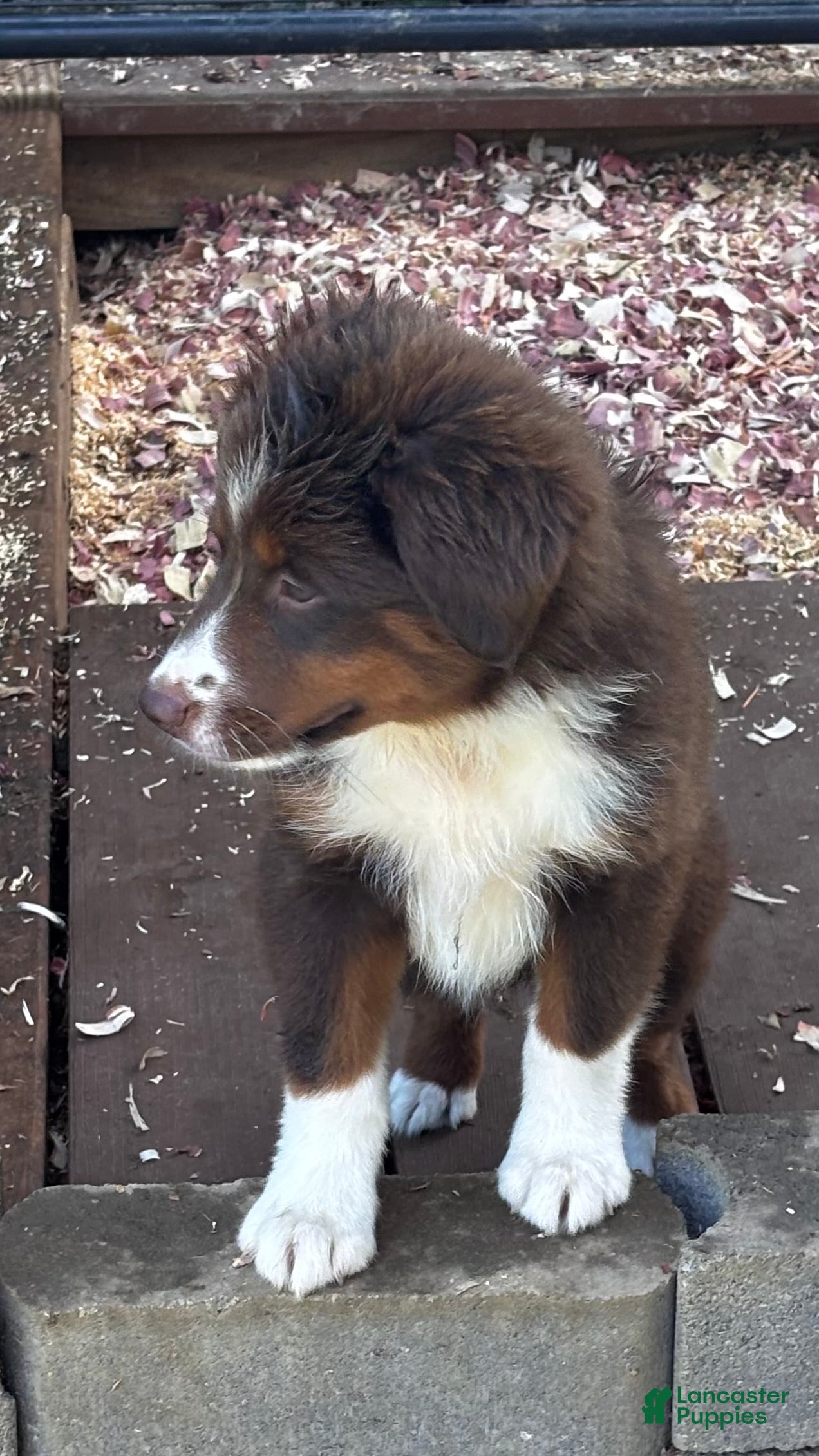 Miniature Australian Shepherd dogs #3 Lily - Ad 2