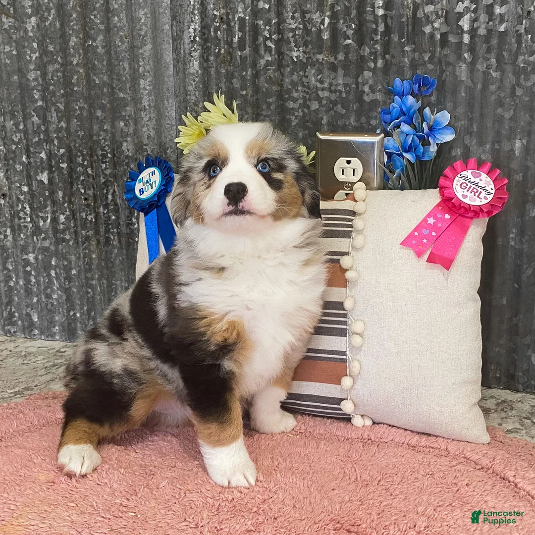 Miniature Australian Shepherd dogs for sale: Kelsie Miniature Australian Shepherd Puppy  - Ad 2