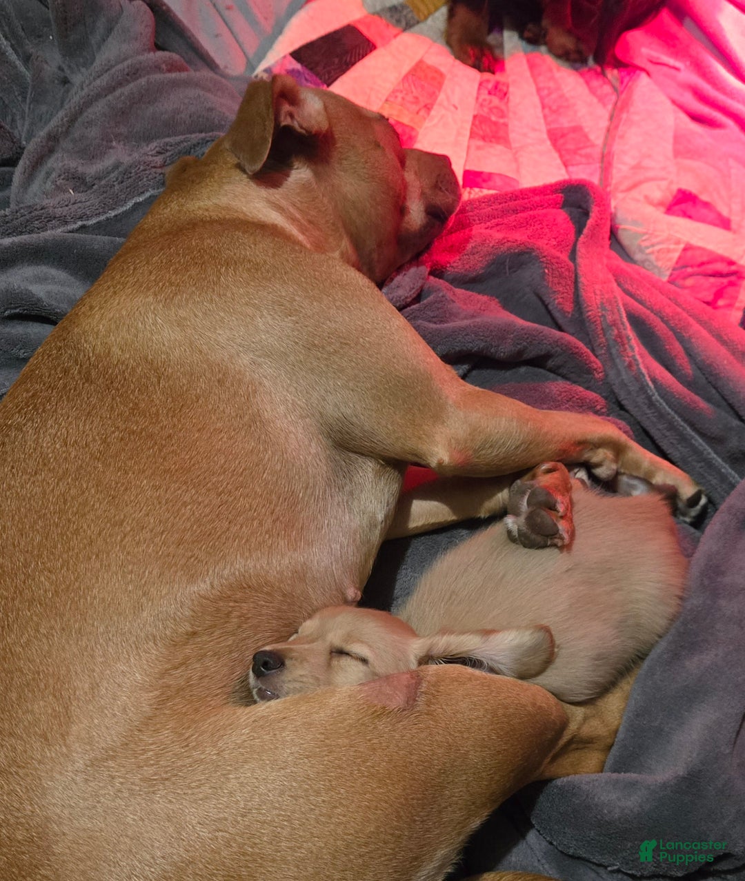 Miniature Dachshund dogs for sale: Blondie is a lil over 8 weeks and ready to go  - Ad 10