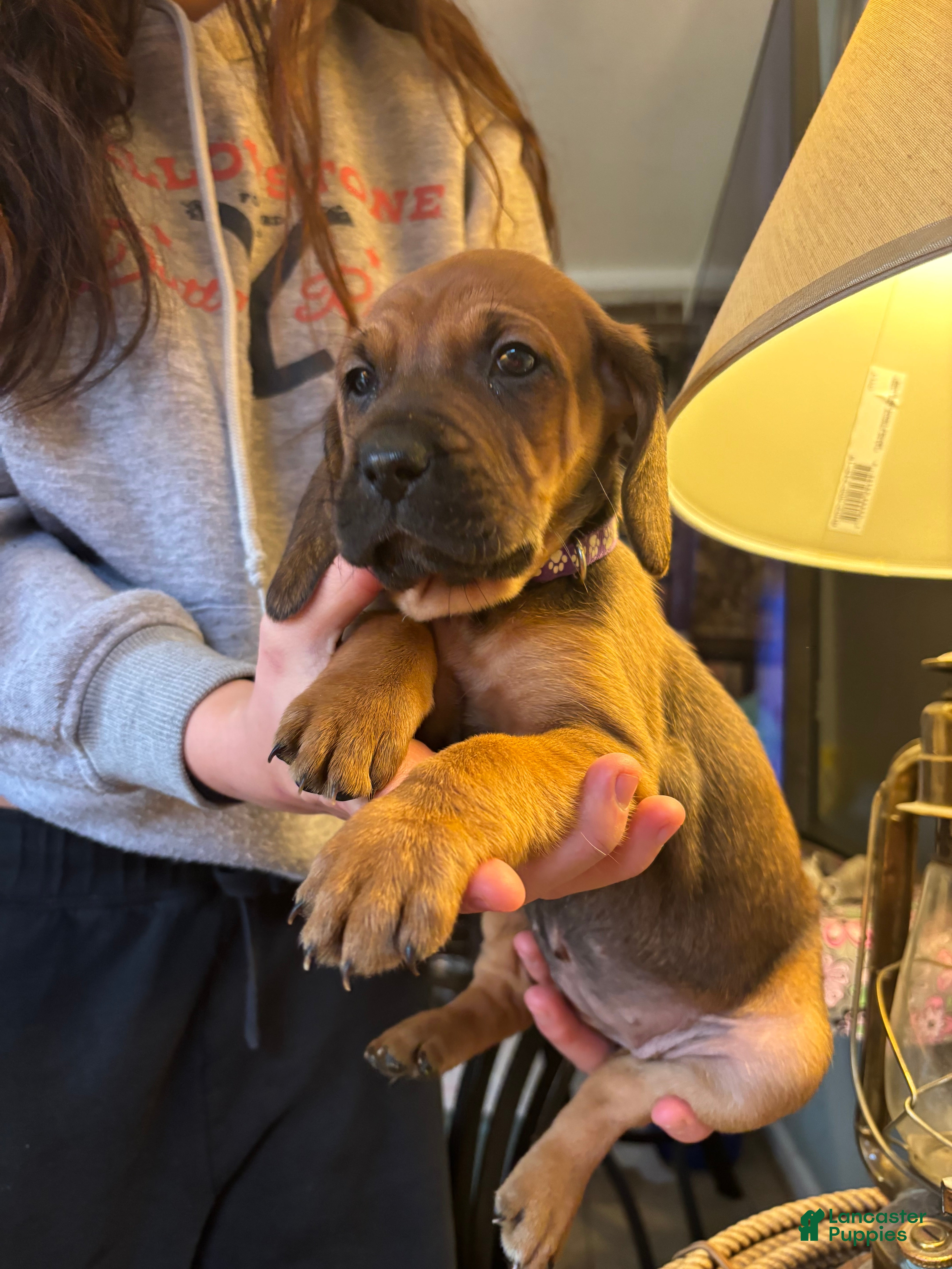 Mixed Breed dogs Molly - Ad 3