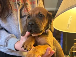 Mixed Breed dogs Molly - Ad 9