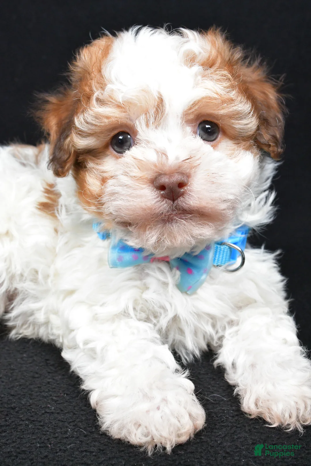 Havanese dogs for sale: Lance - Ad 3