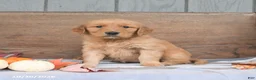 Golden Retriever dogs for sale: Willow - Ad 3