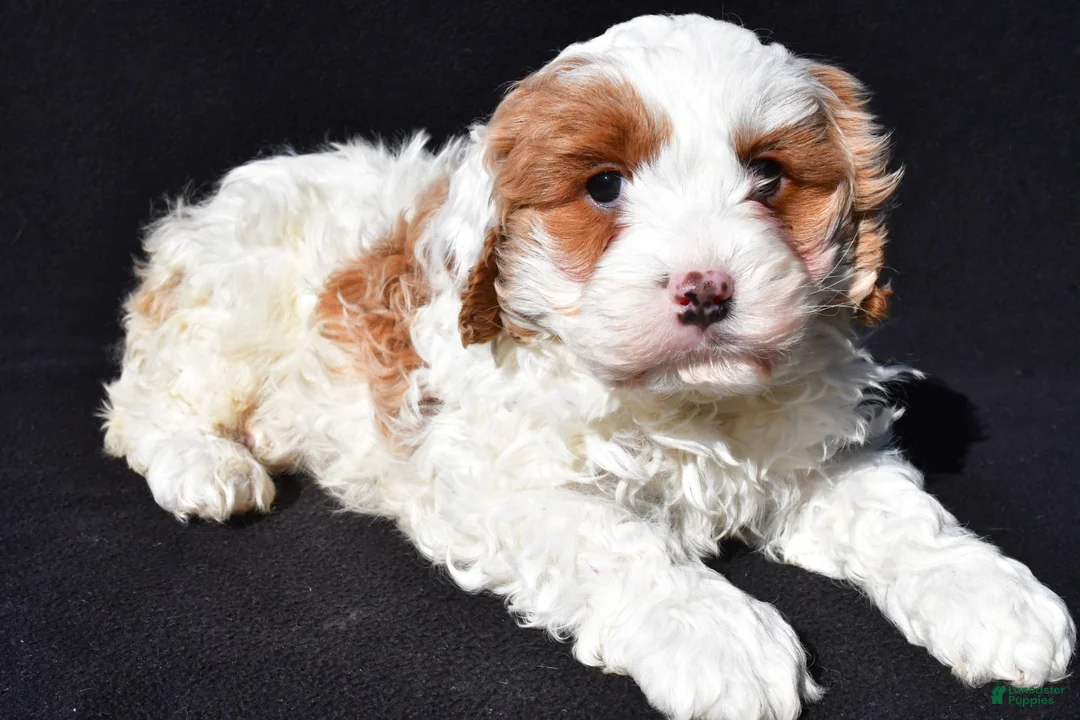 Cavapoo dogs for sale: Charlie - Ad 1
