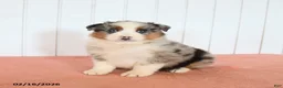 Australian Shepherd dogs for sale: Nova - Ad 2