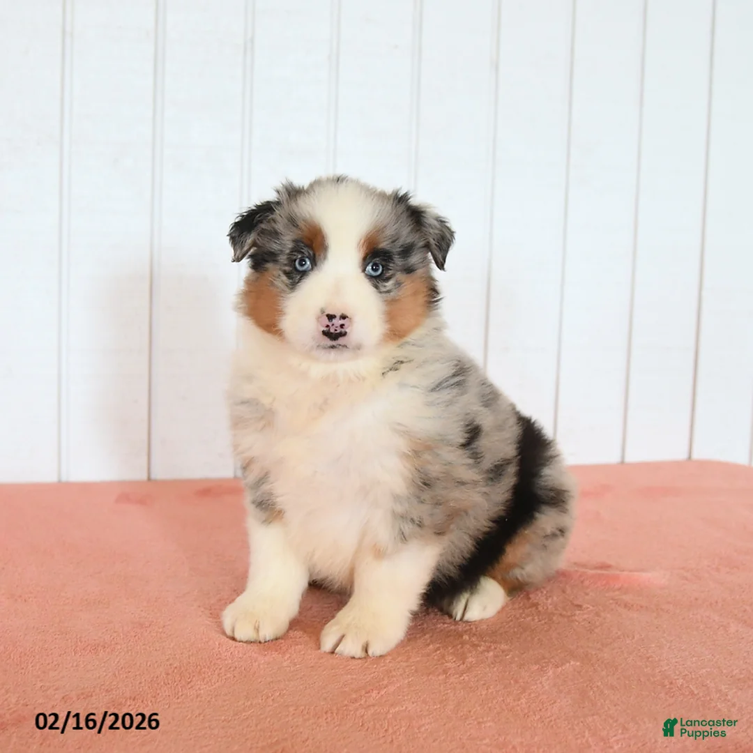 Australian Shepherd dogs for sale: Nova - Ad 2