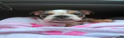 English Bulldog dogs for sale: Butters !  - Ad 5