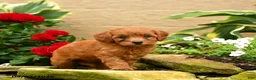Miniature Poodle dogs for sale: Sashimi - Ad 3