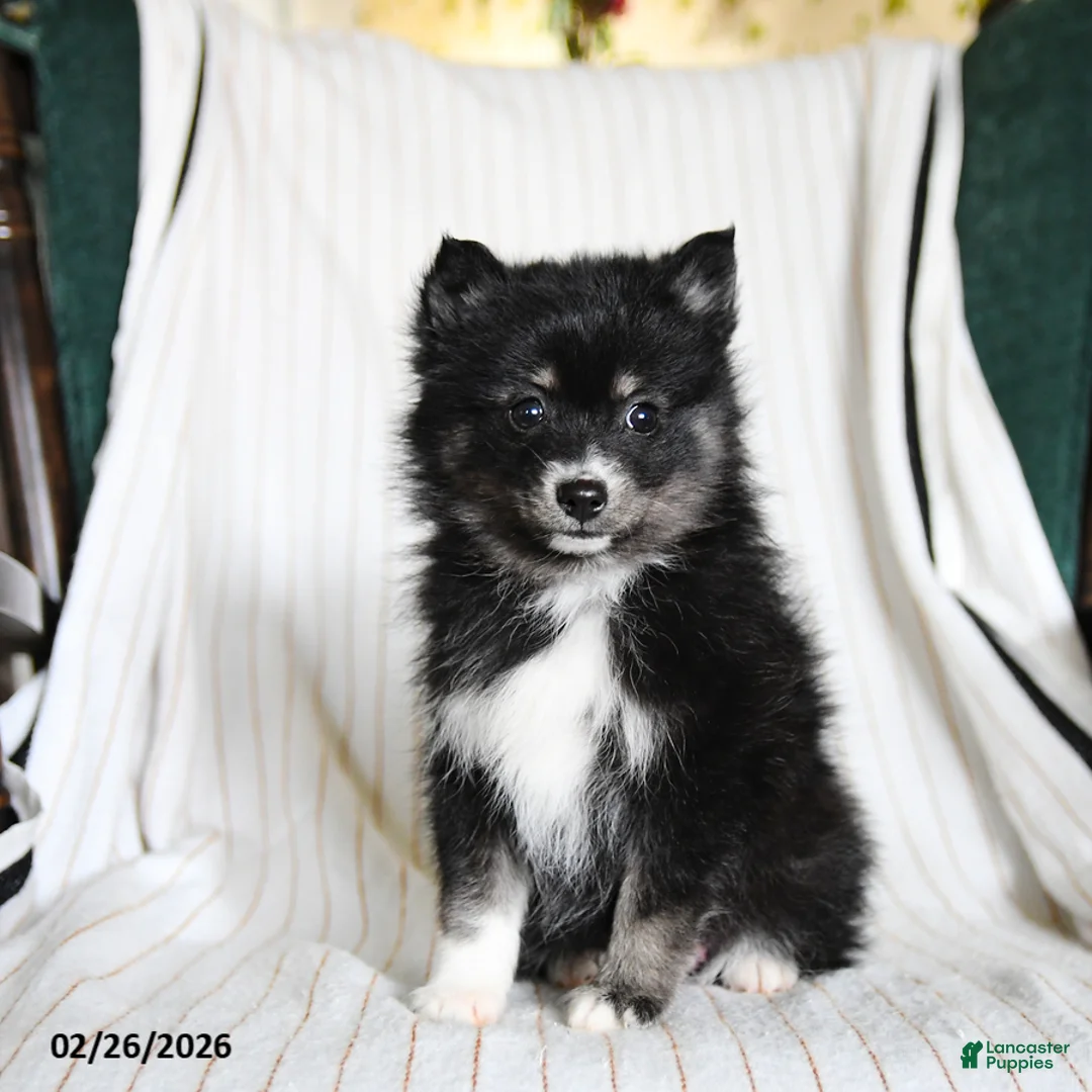 Pomsky dogs for sale: Penny - Ad 3