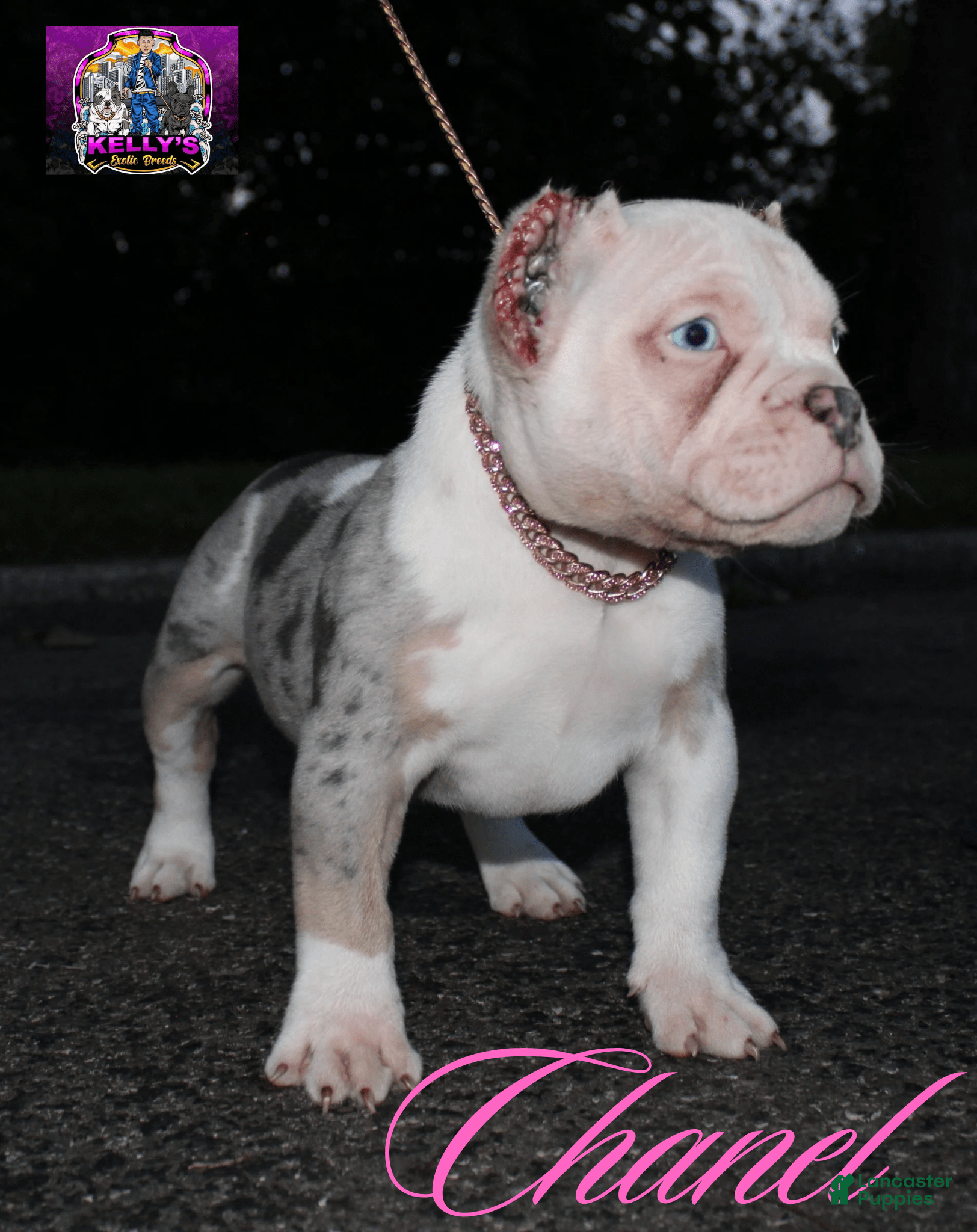 Merle Bully Pitbull Exotic Pitbull Puppies For Sale Xl Bully Big