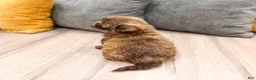 Shih Tzu dogs for sale: Fletcher - Ad 6