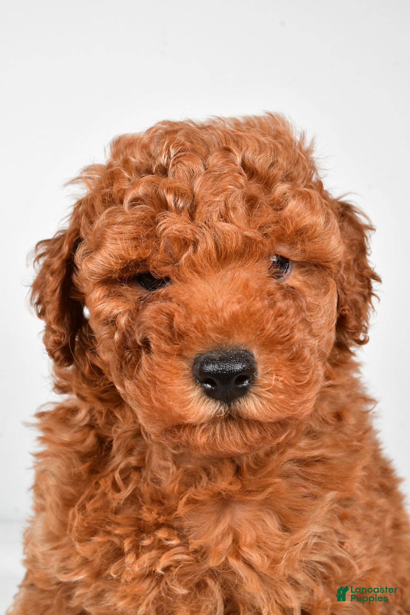 Miniature Poodle dogs Benson - Ad 2