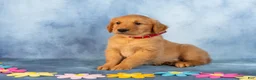 Golden Retriever dogs for sale: Caramel - Ad 3