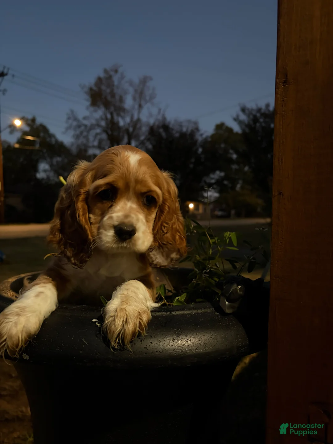 Cocker Spaniel dogs for sale: 💗🌸✨  Aurora ✨🌸💗 - Ad 2