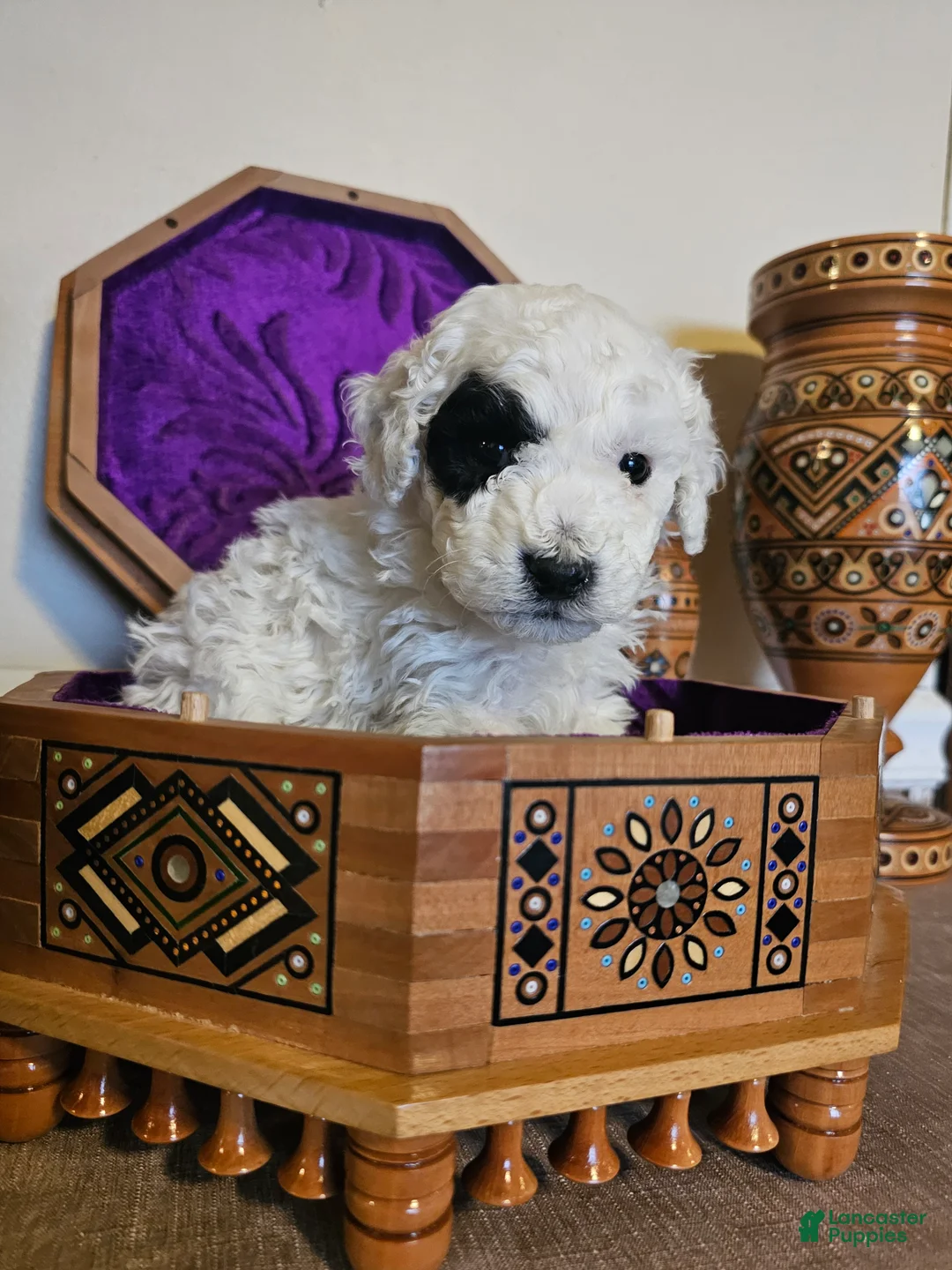 Mini Goldendoodle dogs for sale: Aspen - Ad 7