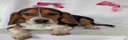 Beagle dogs for sale: Ross - Ad 2