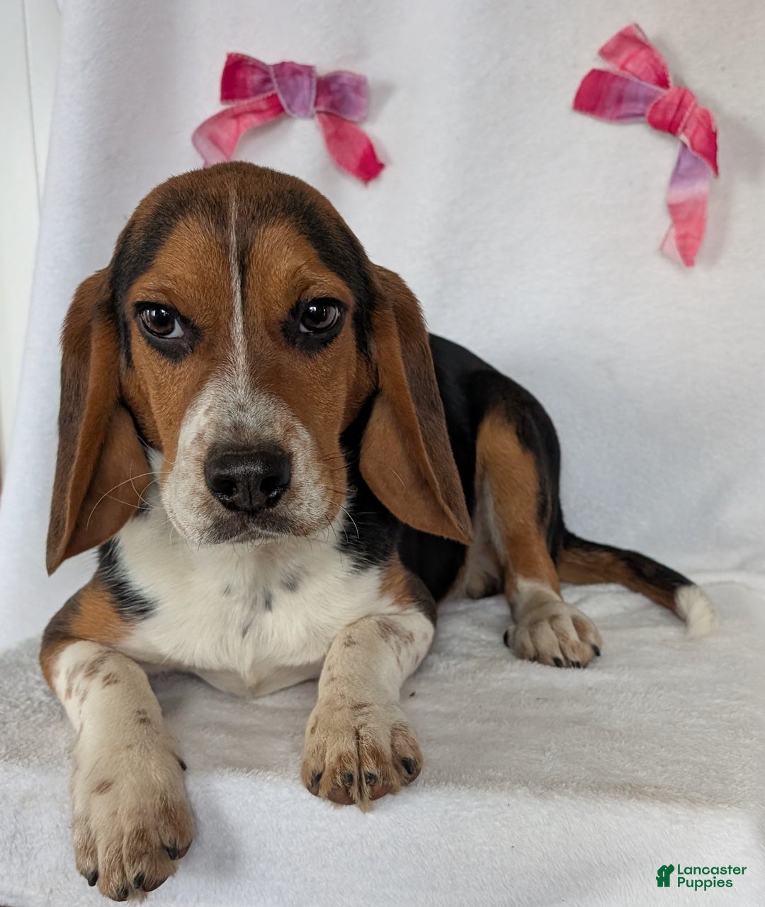 Beagle dogs for sale: Ross - Ad 2