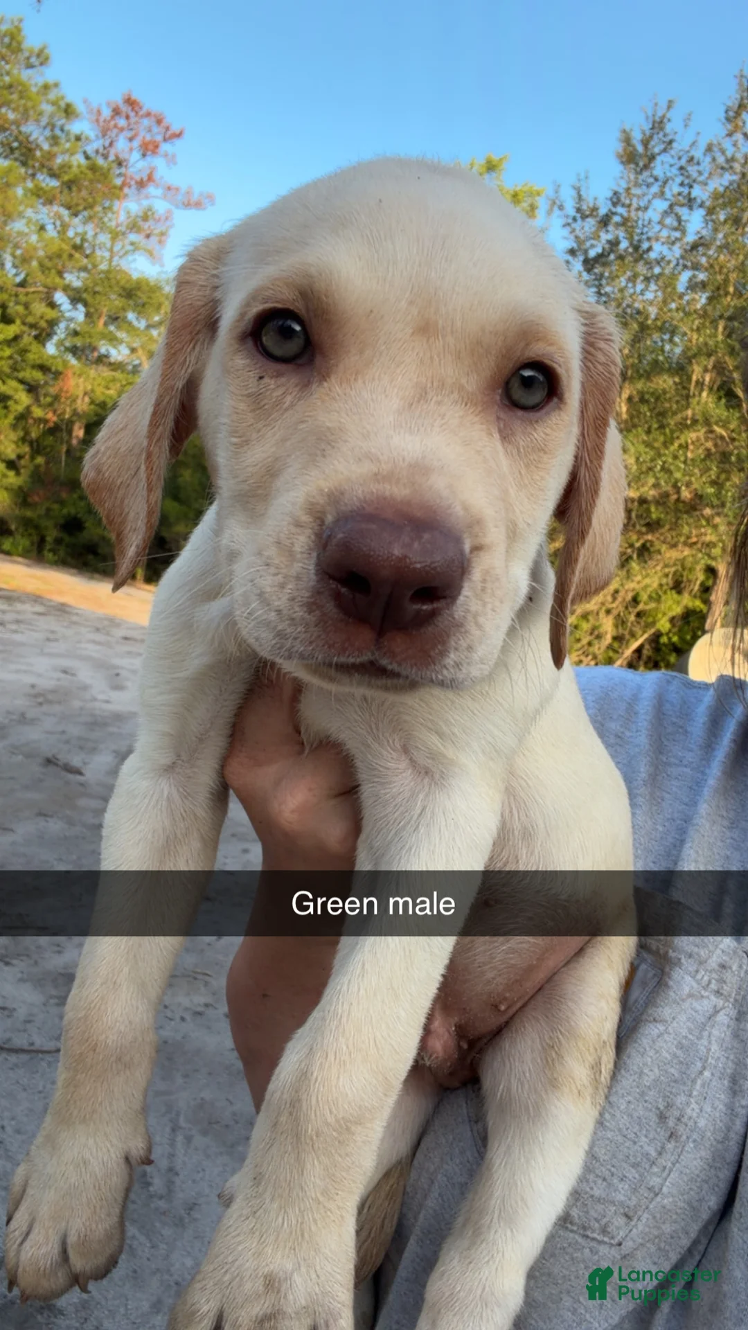 Labrador Retriever dogs for sale: Hunter Green Male - Ad 2