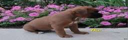 Boxer dogs for sale: Ike - Ad 3
