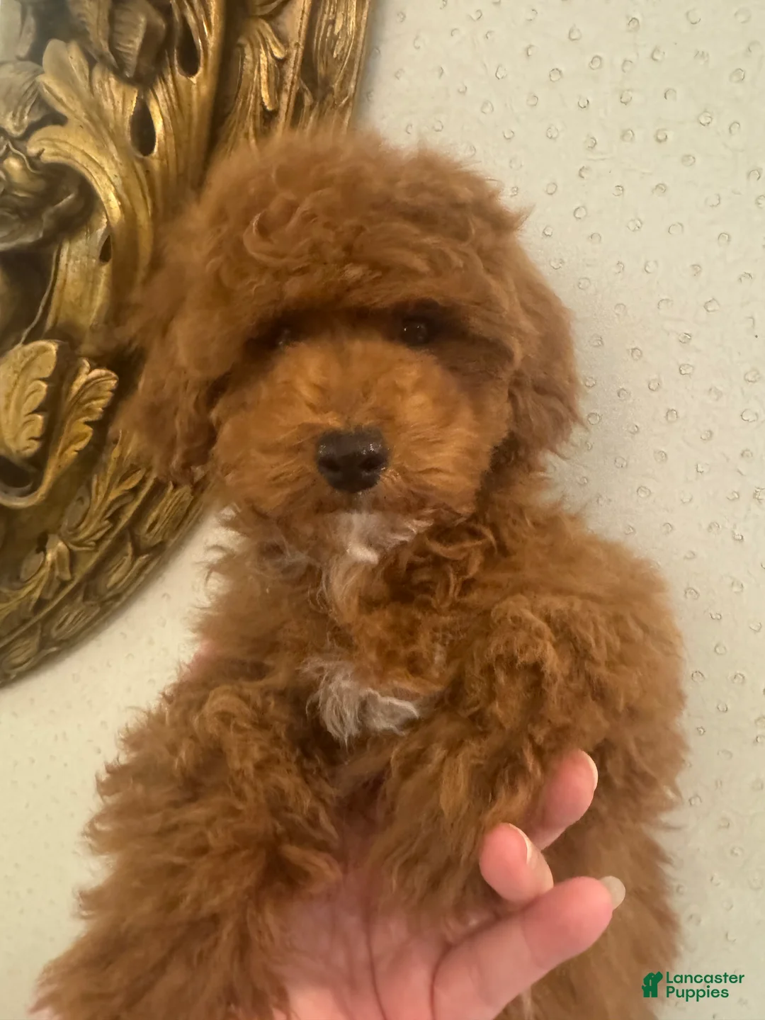 Toy Poodle dogs for sale: Cinnamon - Ad 4