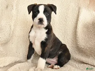 Mixed Breed dogs for sale: Maisy - Ad 1