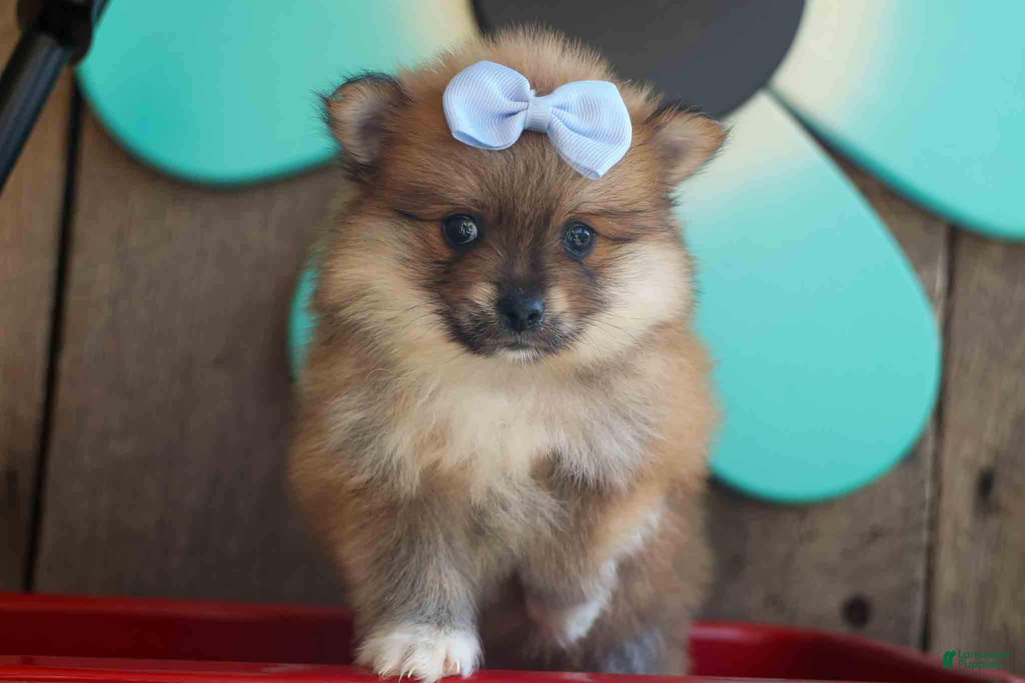 Pomeranian dogs Flossie  - Ad 2