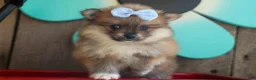 Pomeranian dogs for sale: Flossie  - Ad 2