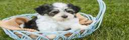 Havanese dogs for sale: Francesca - Ad 5