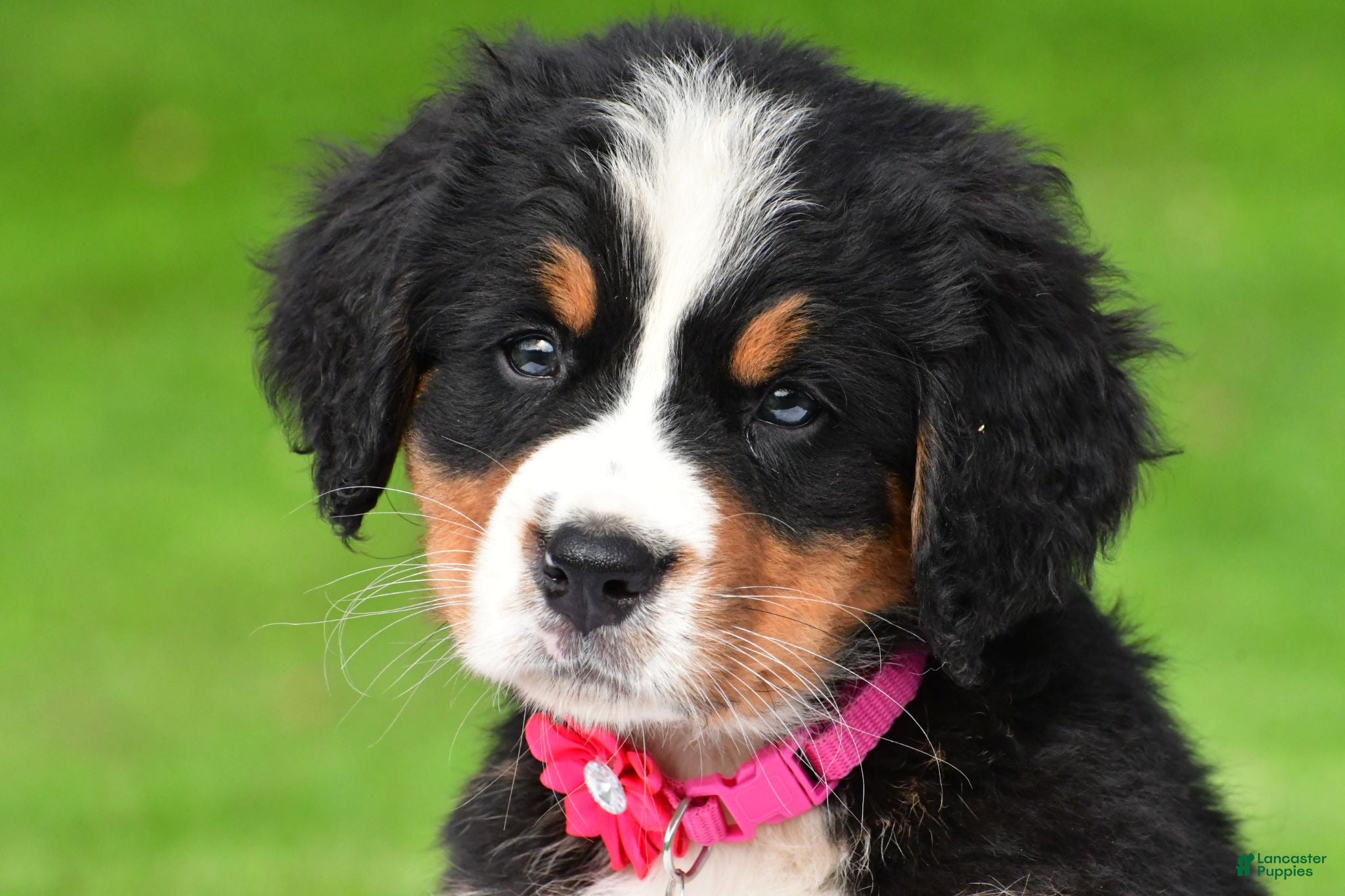 Bernese Mountain Dog dogs Nicole - Ad 1
