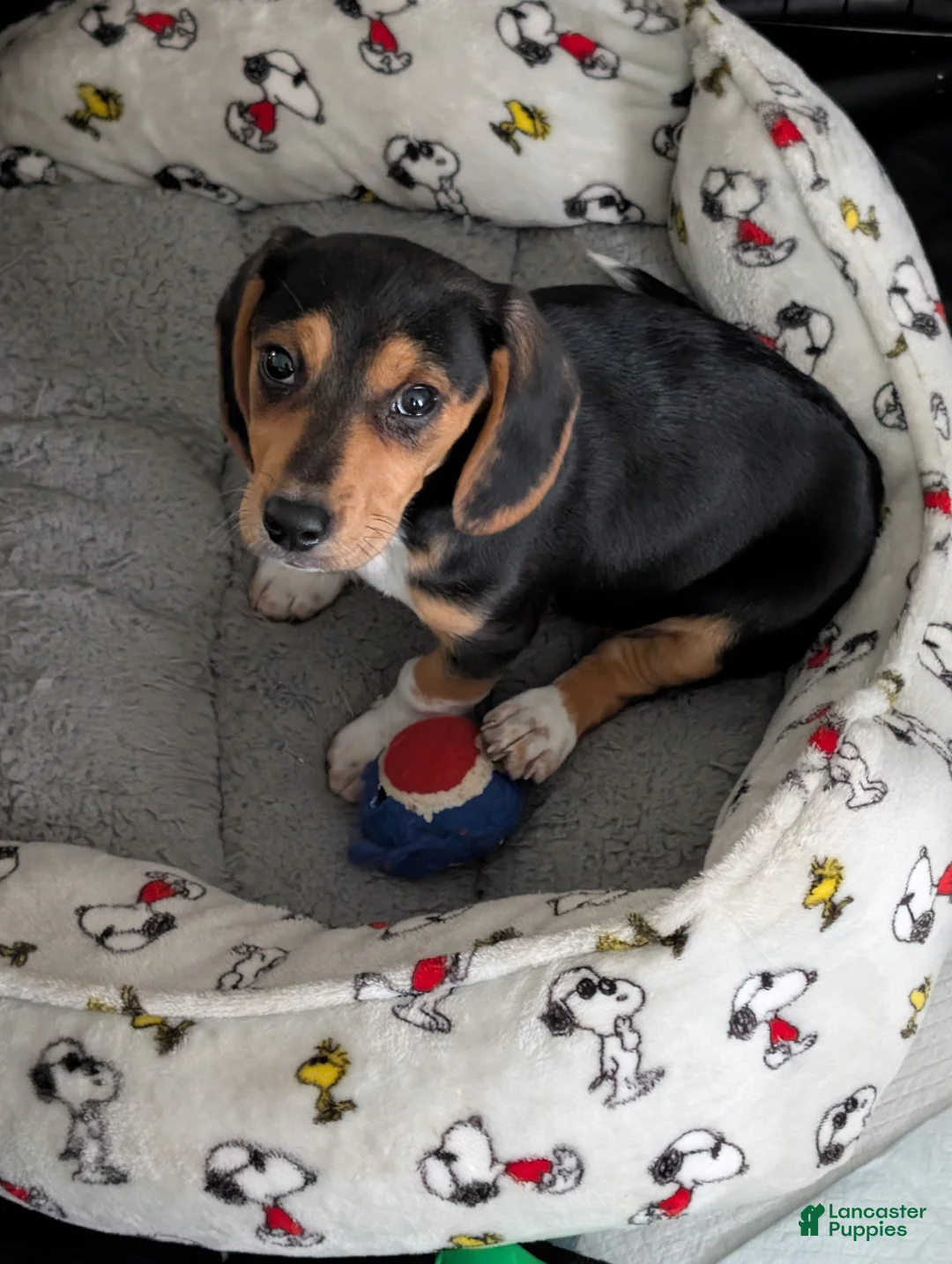 Beagle dogs for sale: Bubba - Ad 2