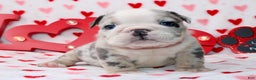 English Bulldog dogs for sale: Blu - Ad 3