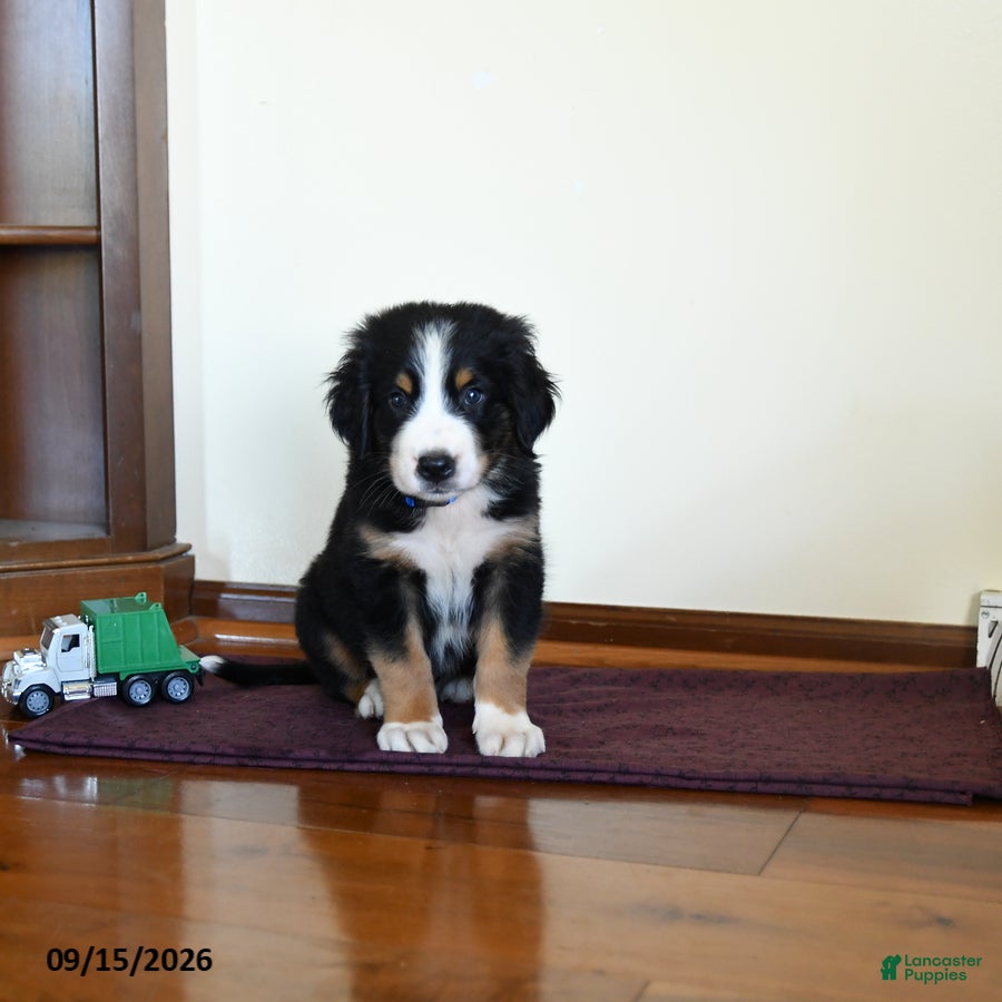 Greater Swiss Mountain Dog dogs Waylon - Ad 1