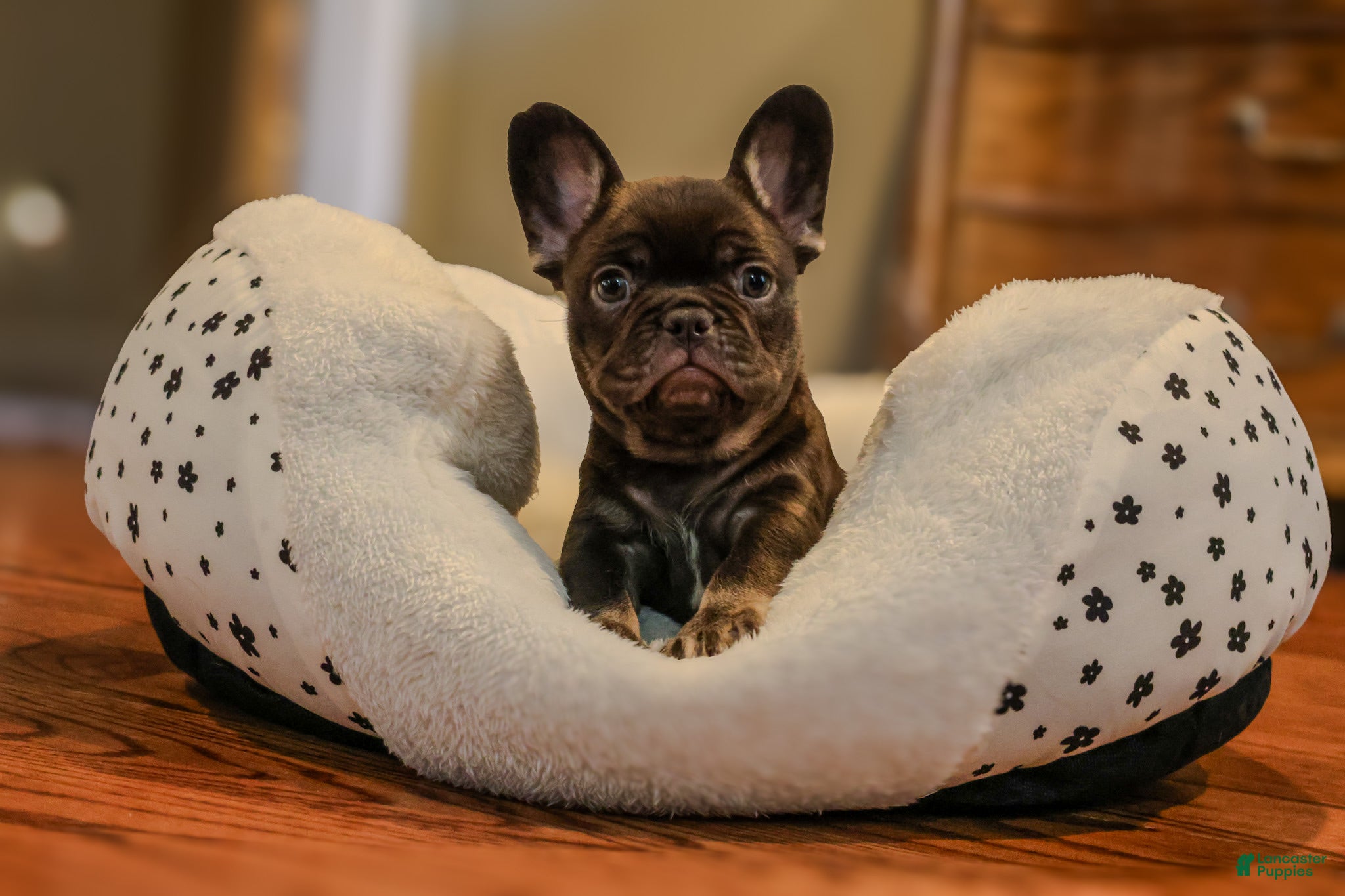 French Bulldog dogs Dove - Ad 22