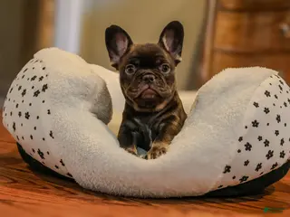 French Bulldog dogs Dove - Ad 22