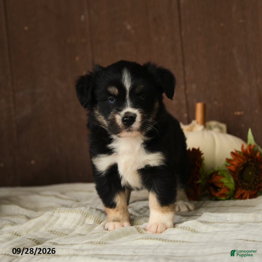 Mixed Breed dogs Cherry - Ad 2