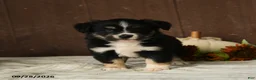 Mixed Breed dogs for sale: Cherry - Ad 2