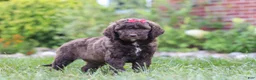 Newfypoo dogs for sale: Cherri - Ad 5