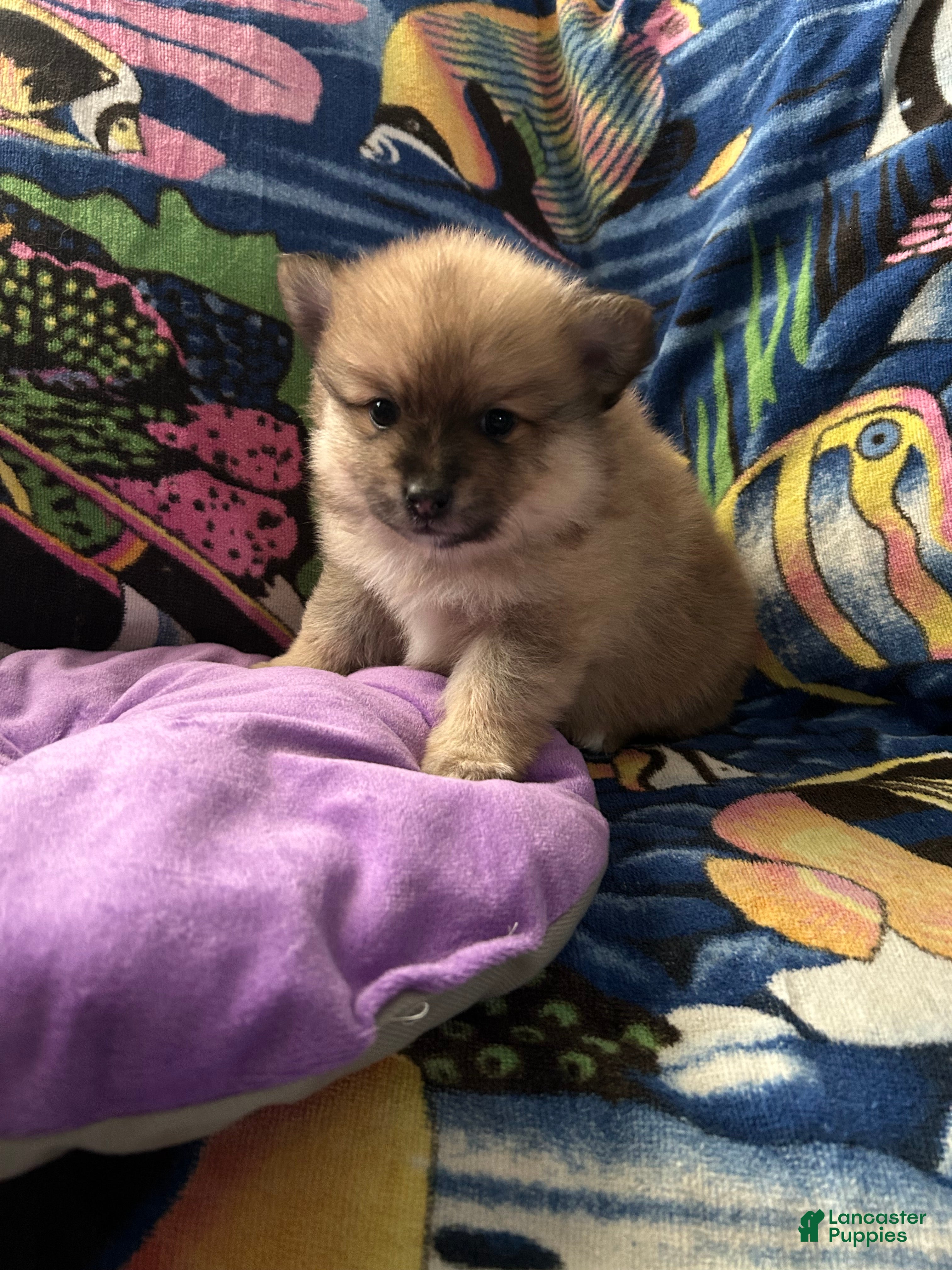 Pomeranian dogs for sale: Pomeranian Puppy 2 - Ad 1