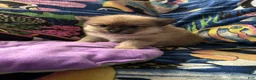 Pomeranian dogs for sale: Pomeranian Puppy 2 - Ad 1