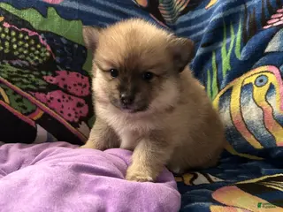 Pomeranian dogs for sale: Pomeranian Puppy 2 - Ad 1