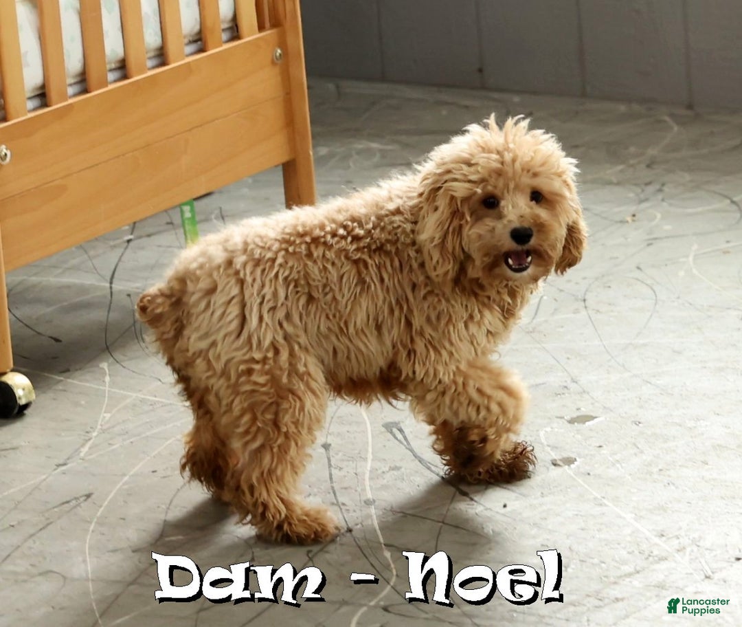 Cockapoo dogs for sale: Noel - Ad 10