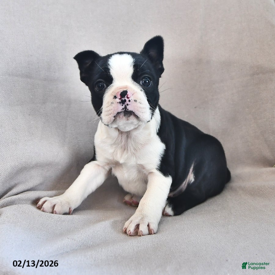 Boston Terrier dogs Princess - Ad 2