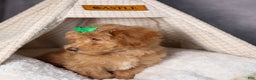 Shihpoo dogs for sale: Elmo - Ad 14