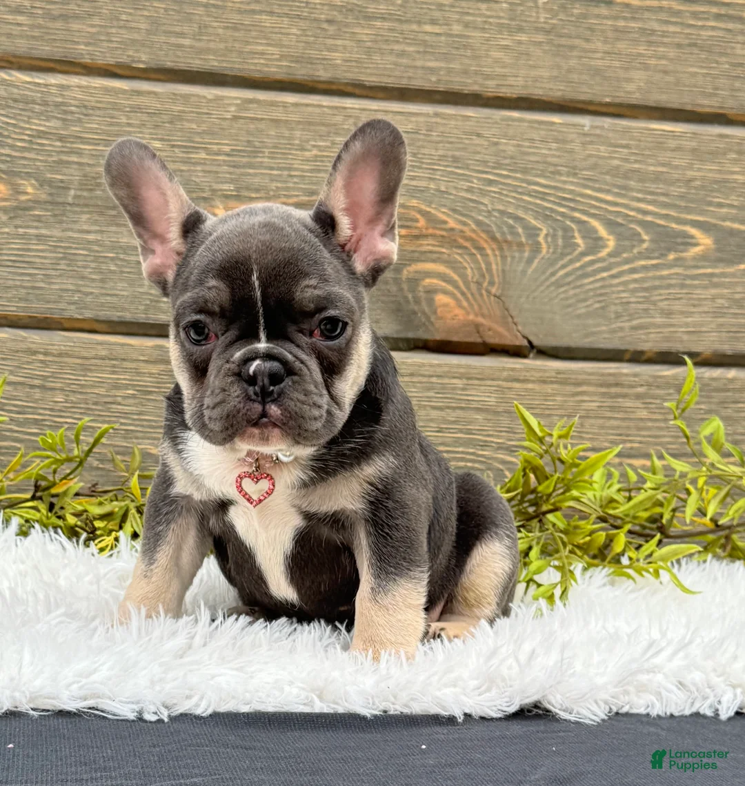 Mixed Breed dogs for sale: Trixie - Ad 1