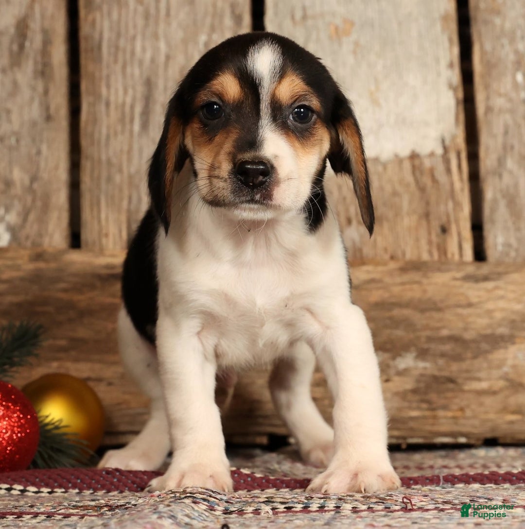 Beagle dogs for sale: Donner - Ad 2