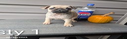 Pug dogs for sale: Rusty - Ad 6