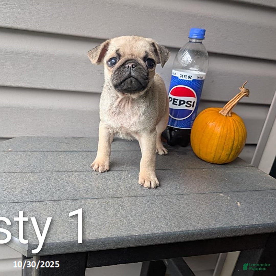 Pug dogs for sale: Rusty - Ad 6