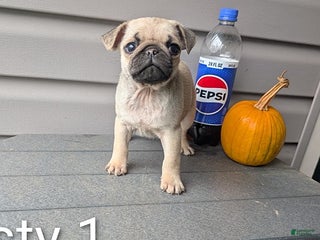 Pug dogs - Ad 40