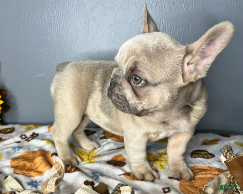 French Bulldog dogs for sale: Blue Fawn Merle Boy - Ad 2