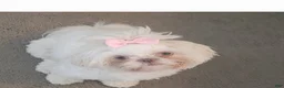 Shih Tzu dogs for sale: Shih Tzu 1 - Ad 3
